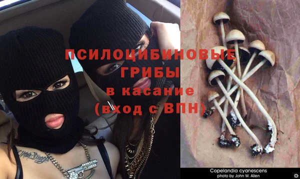 прущие грибы Ельня