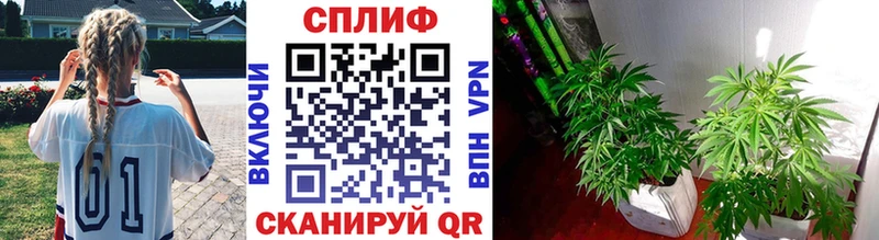 Марихуана семена Курильск